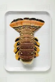 
Frozen IQF Slipper Lobster In Viet Nam 