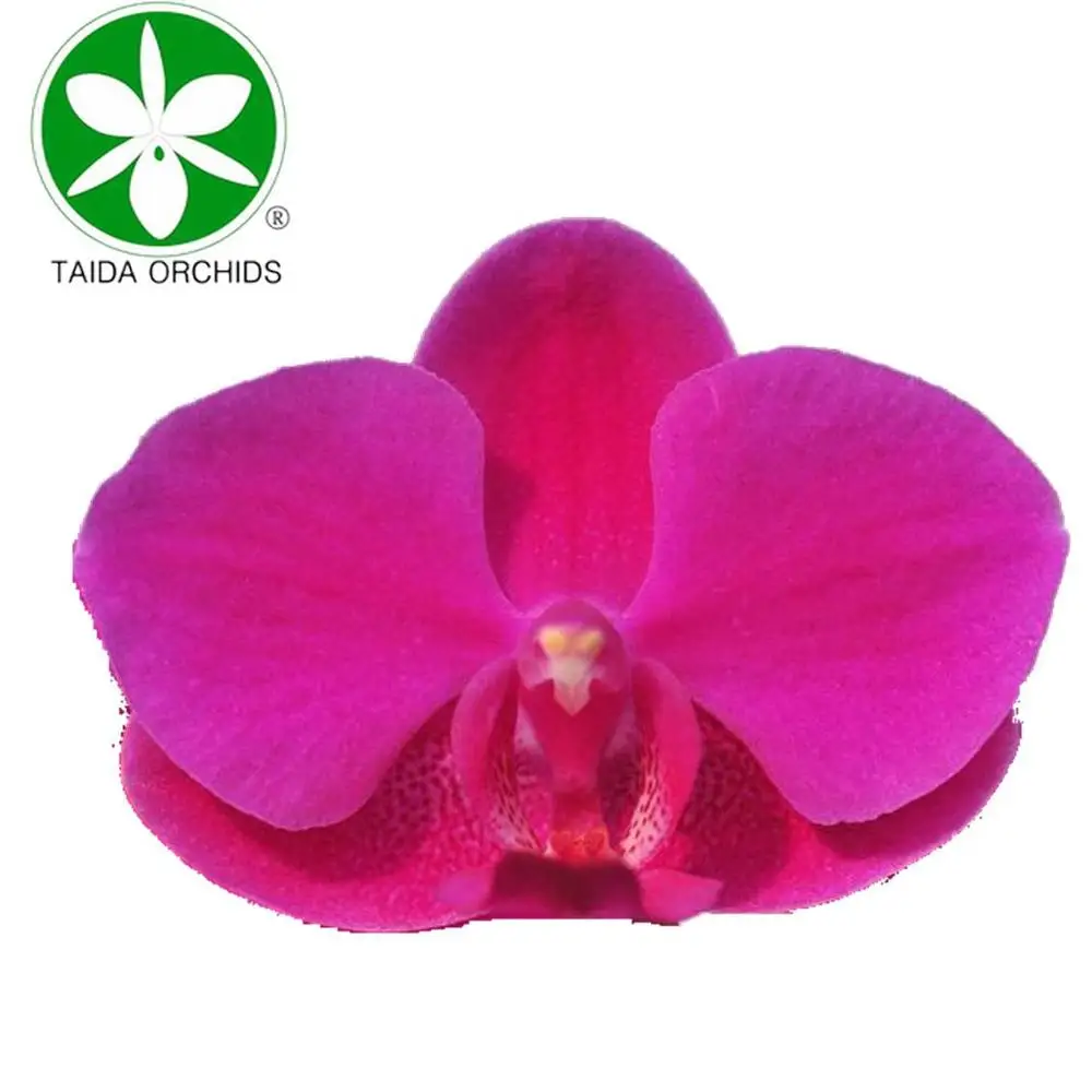 
live phalaenopsis fresh orchid plants for sale 