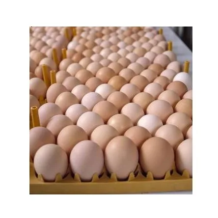 
Premium Quality Chicken Table Eggs Brown And White Shell Chicken Egg Bitumen At Whole Sale Price 