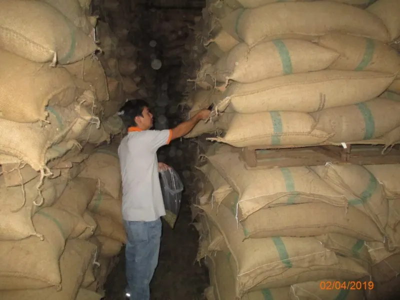 Arabica coffee bean | Vietnam | Whatsapp: +84865381935