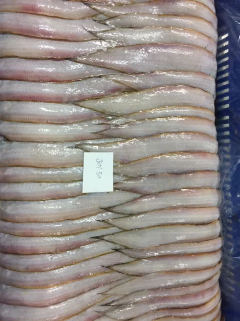 FRESH FROZEN SOLE FISH SIZE 100/200    200/300  SEAFOOD EXPORTERS TRADERS SUPPLIERS