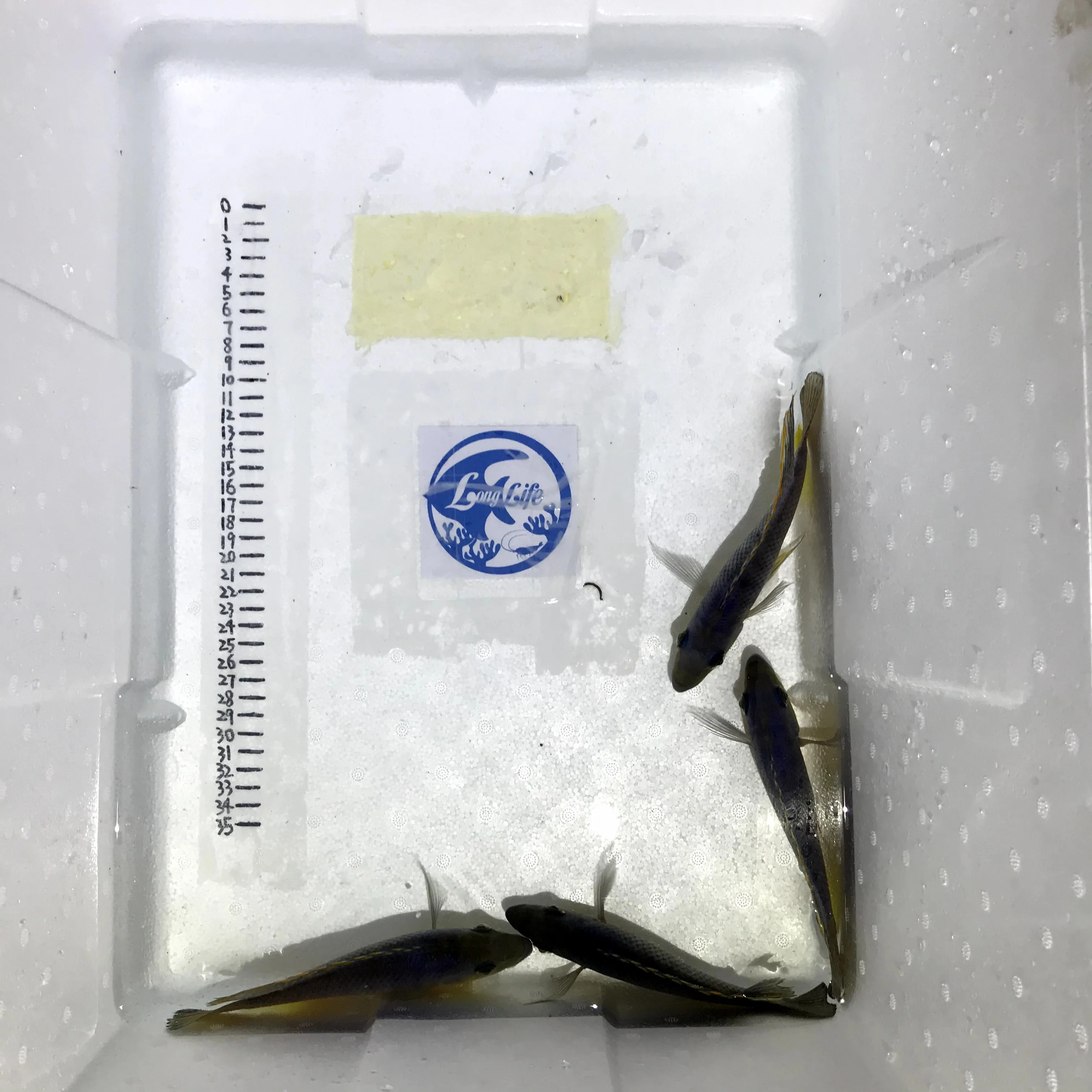 
Farm bred Protomelas ornatus African Malawi Cichlids For sale 