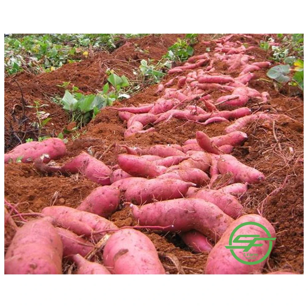 Свежий вьетнамский сладкий картофель по хорошей цене горячая Распродажа высокое качество 100% из Вьетнама