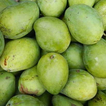 HASU High Fresh Green KEO Mango Have GAP Certification The Top Recommend Shipping From Vietnam