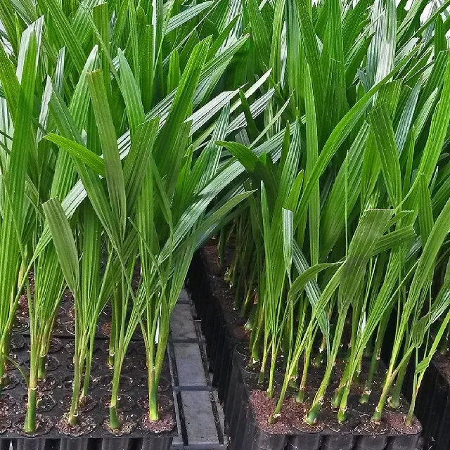 Саженцы для культа пальмовых тканей Wad Laggi Daglet Noor мичирик Date