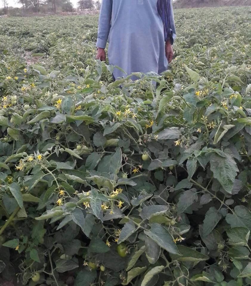 
Tomato Hybrid Rocky F1 Seeds 