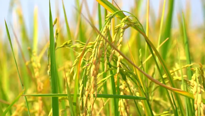 100% натуральный самый продаваемый продукт сделанный во Вьетнаме среднее зерно превосходный белый рис сушеный лучшее качество