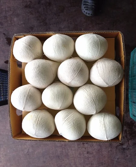 
FRESH YOUNG COCONUT DIAMOND SHAPE HIGH QUALITY BEST PRICE FROM VIKAFOODS (WhatsApp/Wechat: + 84 983 028 718) 