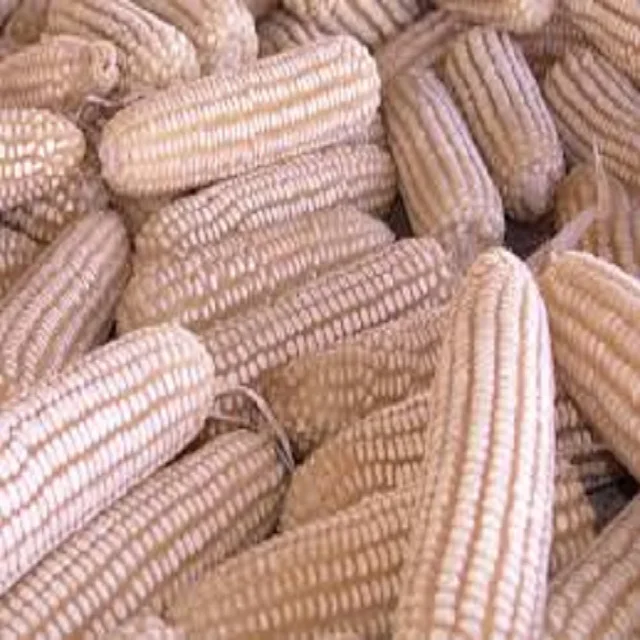 
Top Grade 1 Yellow Corn & White Corn/Maize for Human & Animal Feed 