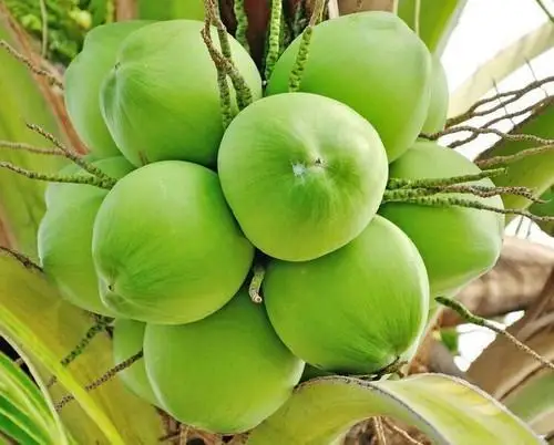 Свежий полуочищенный кокос