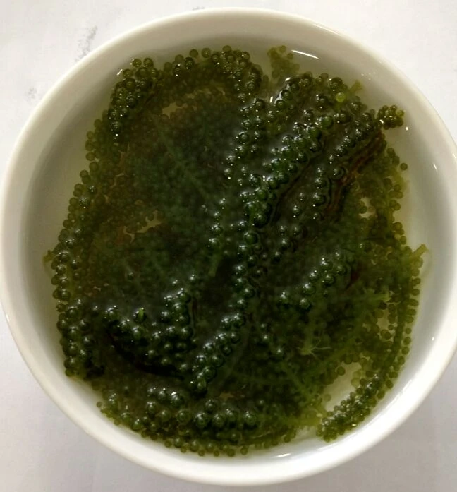 
100% Fresh Organic Sea Grapes Wholesale 