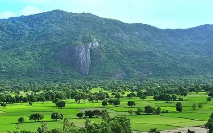 ORSAFARM RICE (5KG) 7 NUI TRI TON SPECIAL PRODUCTS Long-Grain High Quality bulk white rice from Viet Nam