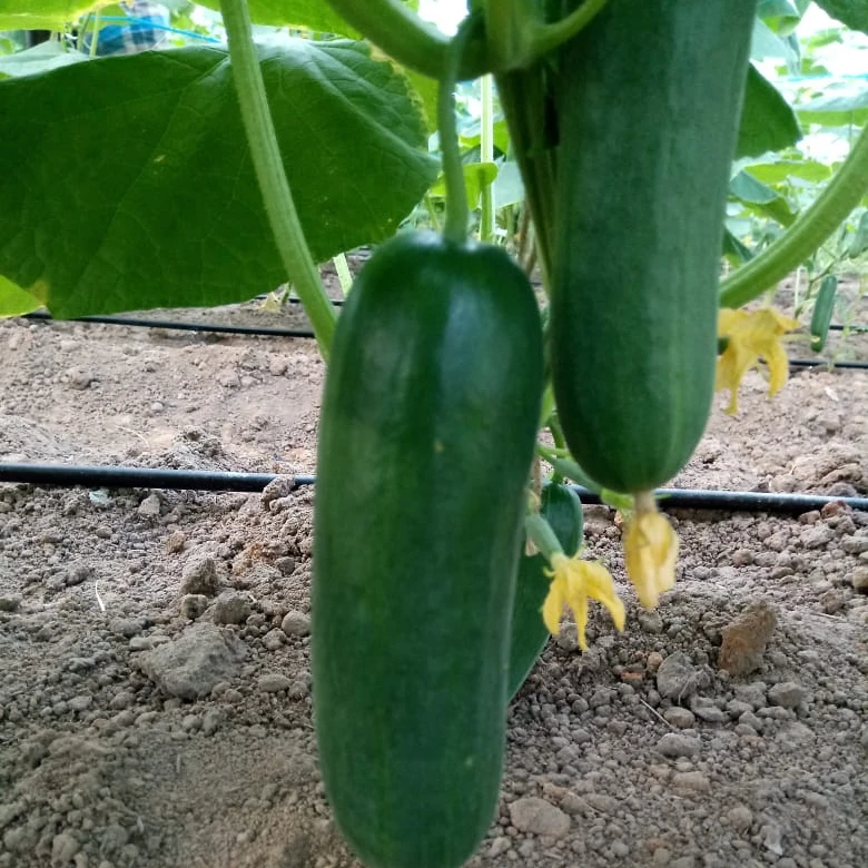 Огурец, Европейский огурец 10 кг, упаковка под заказ, свежий огурец по низкой цене