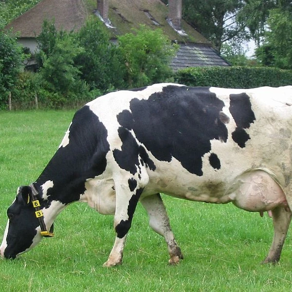 
Live Dairy Cows and Pregnant Holstein Heifers Cow 