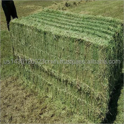 Alfalfa-Hay.jpg