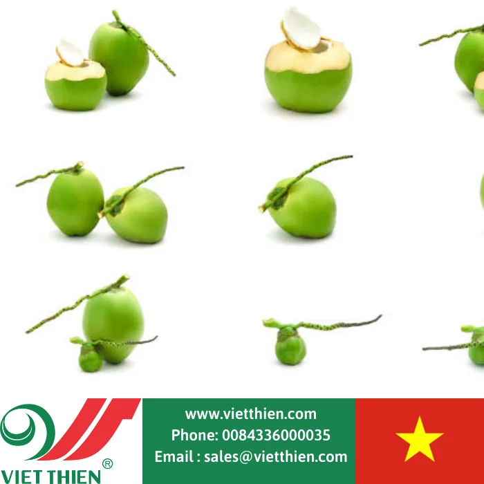  Wholesale organic fresh young coconut selected and processed with strict process from the west of Vietnam