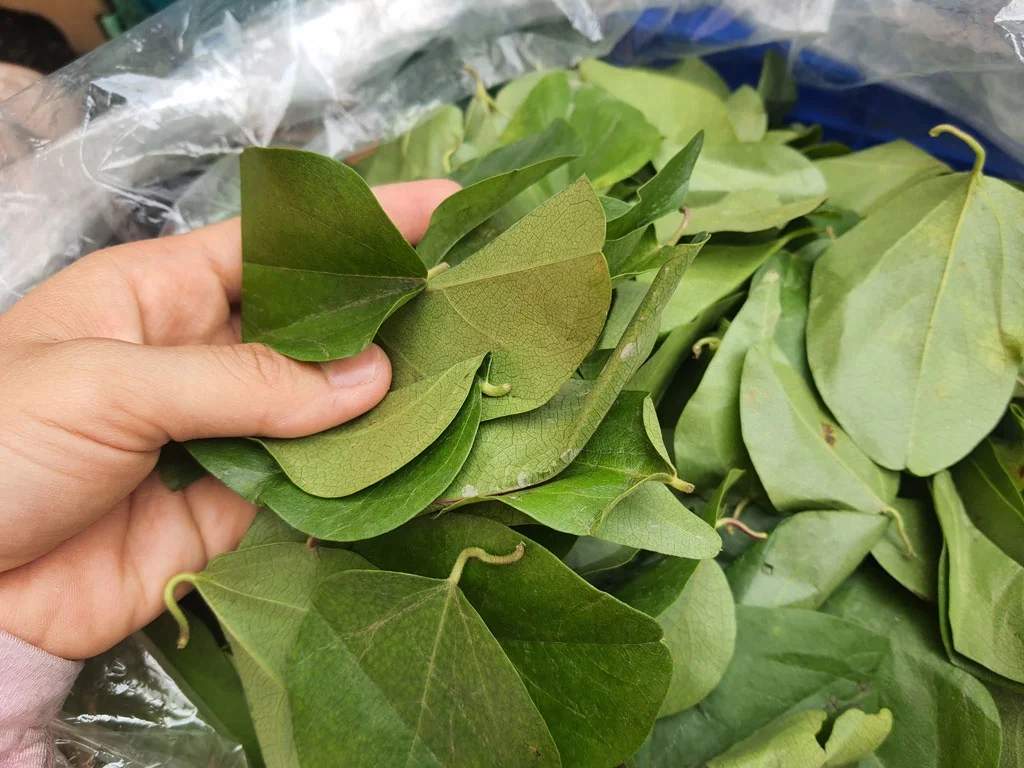  Желейный порошок с зеленой травой по хорошей цене для приготовления желейного пудинга-Ms Sophie + 84 901 022 641