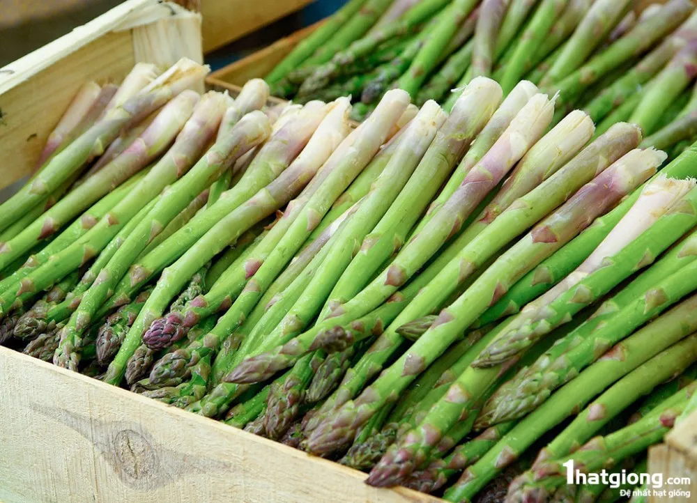 FRESH ASPARAGUS VIETNAM ORIGIN WITH CHEAP PRICE - MS. ELAINE +84 375 431 541