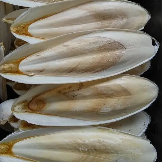 Высококачественная вьетнамская косточка Для морской слепки высшего сорта