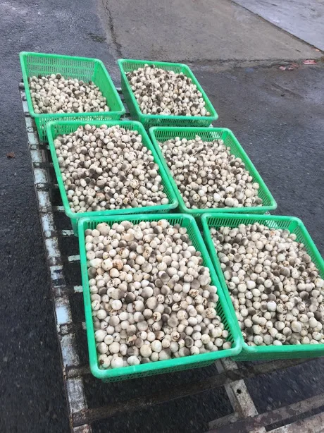 Wholesale HIGH QUALITY MUSHROOM/ Canned Mushroom / Canned Salted Mushroom From Vietnam