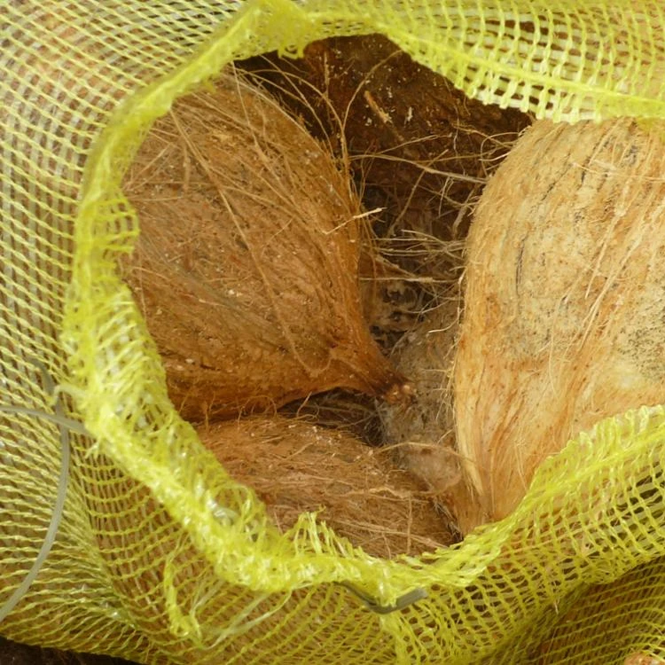 Quality Husked and semi-husked coconut