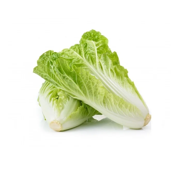 
Fresh Cabbage International Market Price 
