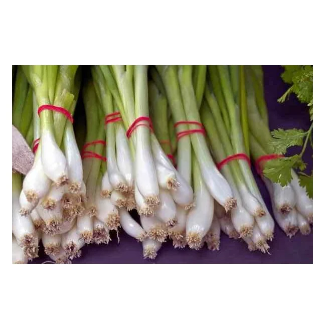 
Top Quality Fresh Vegetables Scallions for sale At Cheapest Wholesale Price in Bulk Quantity 