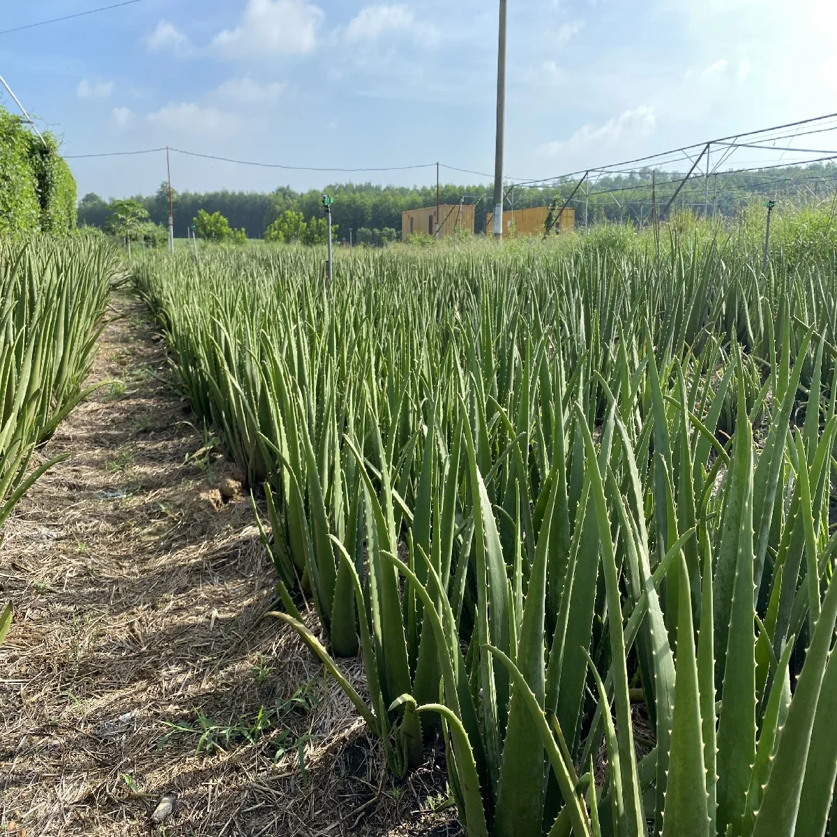 Organic and Fresh Vegetables TamEco Green Aloe Vera with Cosmetic Food And Pharmaceutical Ingredient