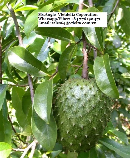 FRESH SOURSOP HOT SALE FOR EXPORT FROM VIETNAM/ MS LAURA +84 896611913