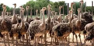 Fertilized Ostrich Eggs Ostrich Chicks and mature ostrich for sales