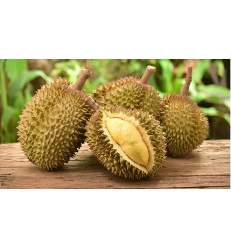 
Wholesale Organic Sweet MonThong Convention durian fruit With Weight 2 - 4 kgs and Size 20 - 30 cm 