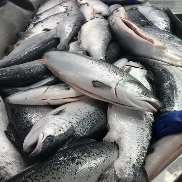 Frozen Fresh Salmon Fish/whole
