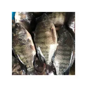 TILAPIA FROZEN WHOLE/FILLET/GILLED GUTTED PREMIUM QUALITY FOR SALE