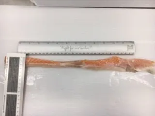 Оптовая продажа белки лосося кишки замороженной рыбы