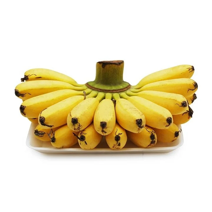 
Fresh style and tropical & sub-tropical fruit good type CHEAPEST SIAMESE BANANA 