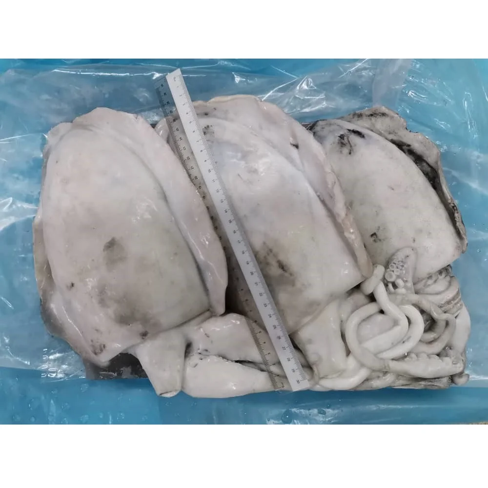 Malaysia Good Quality Frozen Whole Round Fresh Cuttlefish With Block Freezing No Soaking