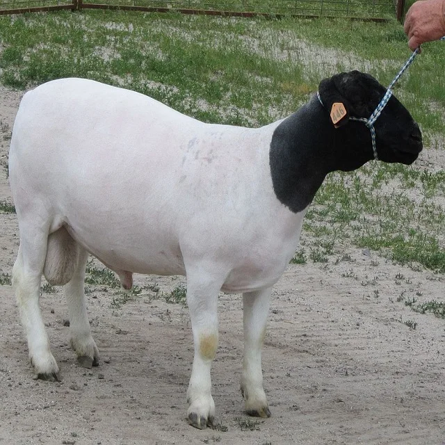 
Healthy Fat Tail Quality Dorper Sheep 