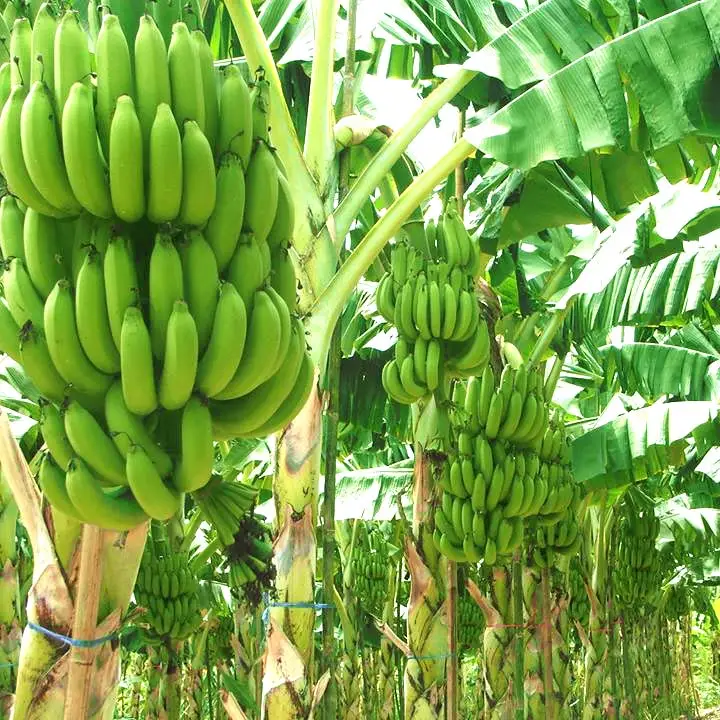 Fresh Cavendish Banana Exporters Worldwide