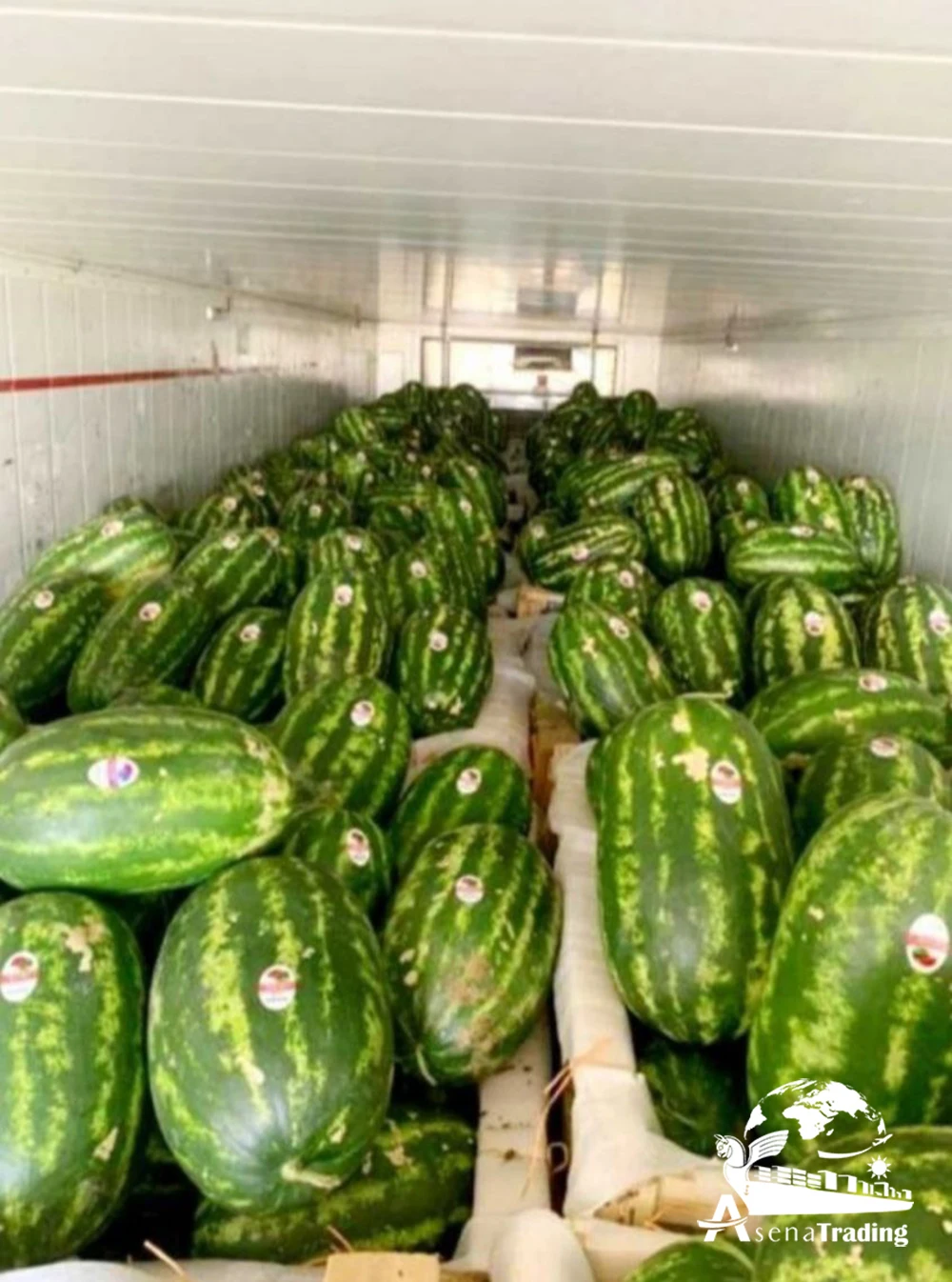 Fresh sweet watermelon, seedless watermelon for sale, wholesale watermelon fruit sweet and juicy