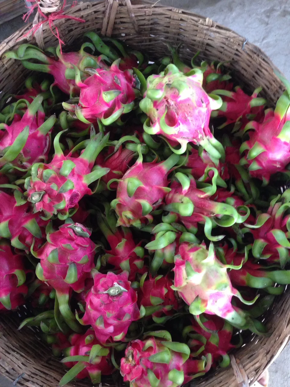 
Supply Fresh Dragon Fruit With High Quality And Competitive Price 2021 
