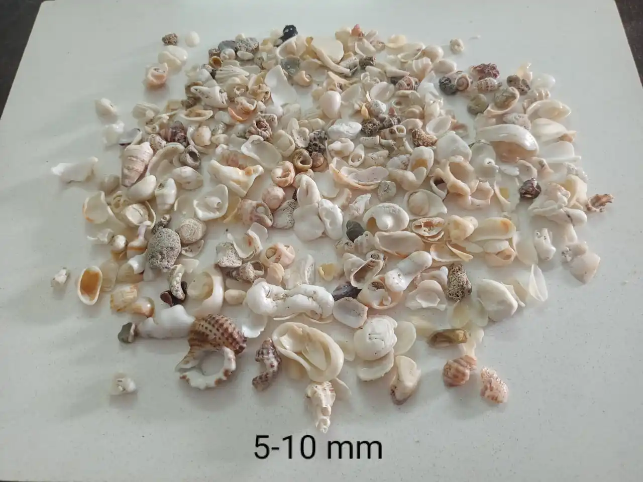 sea shell crushed sand and sae shell crushed stone aggregate for poltri feed bird feed bird food special supply in bulk quantity
