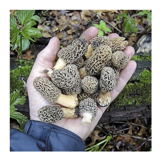 
Morel Mushroom / Dried Black Morel Mushroom Cheap Price 