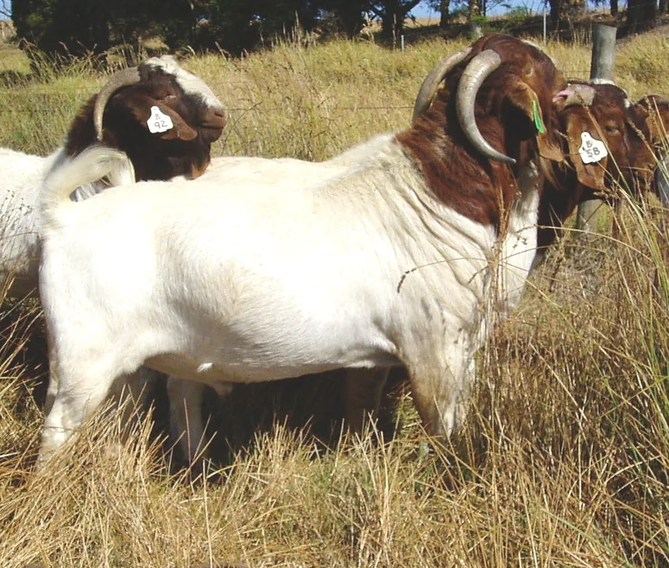 
South African Boer Goat 