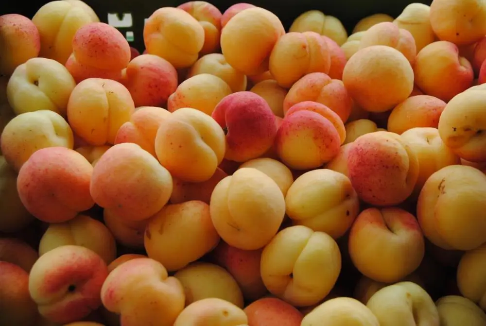 
Extra Quality Apricot Affordable Price In Bulk Dried and Fresh 