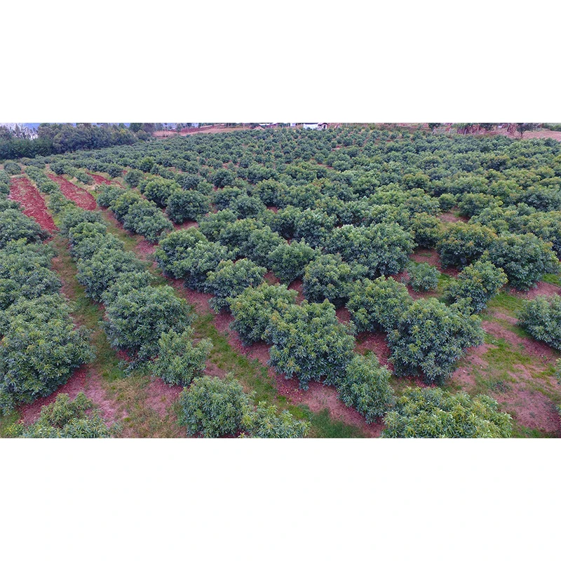 Оптовая продажа свежих авокадо Премиум-качества для продажи по низкой цене из Перу