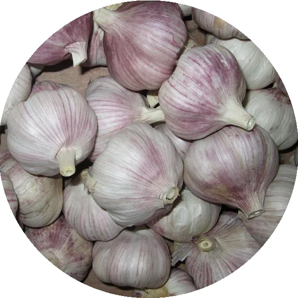 Snow White Super Garlic with 10kg/Carton 20kg/Mesh Bag/normal garlic for sale pure white fresh garlic price