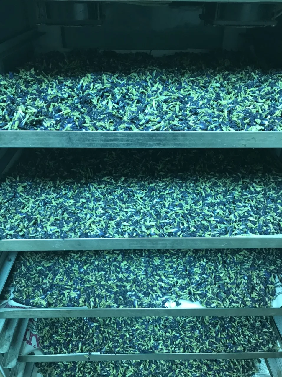 Health Benefits Blue Flower Tea / Best Blue Tea from Dried Butterfly Pea Flowers (WhatsApp: +84 901 006 904)