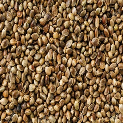 2109 Huo ma ren, лидер продаж, сельскохозяйственные Семена Конопли оптом