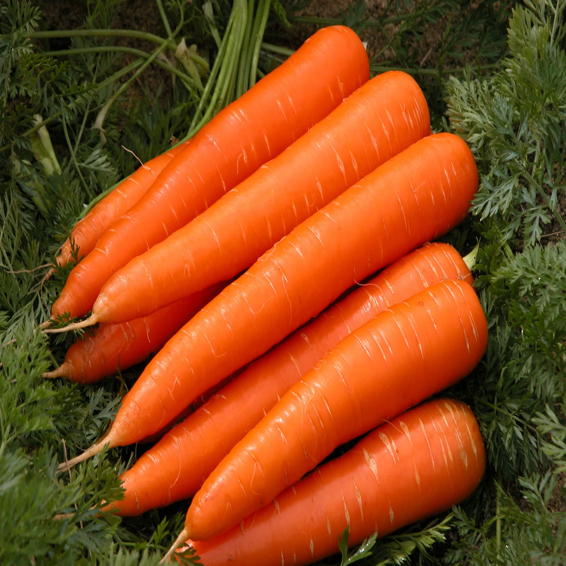 
new crop fresh carrot 