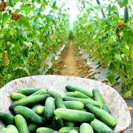 BEST QUALITY CUCUMBER FROM VIETNAM FOR WHOLESALE
